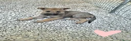 Lupo Cecoslovacco cani in regalo: Sissi splendida cucciola mix lupo cecoslovacco  - Annuncio 1
