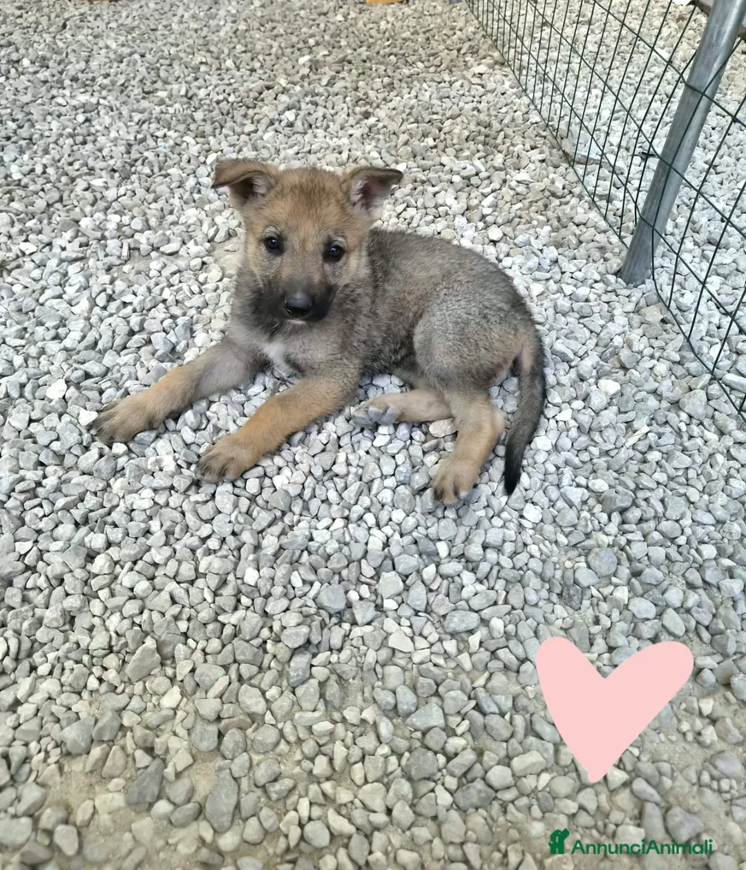Lupo Cecoslovacco cani in regalo: Sissi splendida cucciola mix lupo cecoslovacco  - Annuncio 1