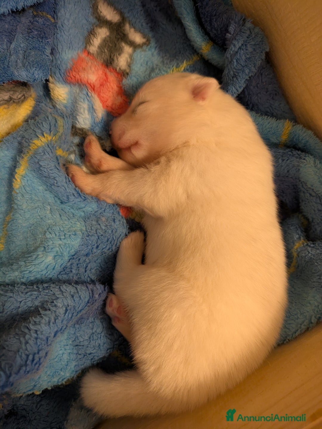 Samoiedo cani in vendita: Cuccioli di Samoiedo - Annuncio 15