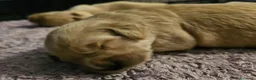 Golden Retriever cani in vendita: Cucciole Golden Retriever  - Annuncio 17