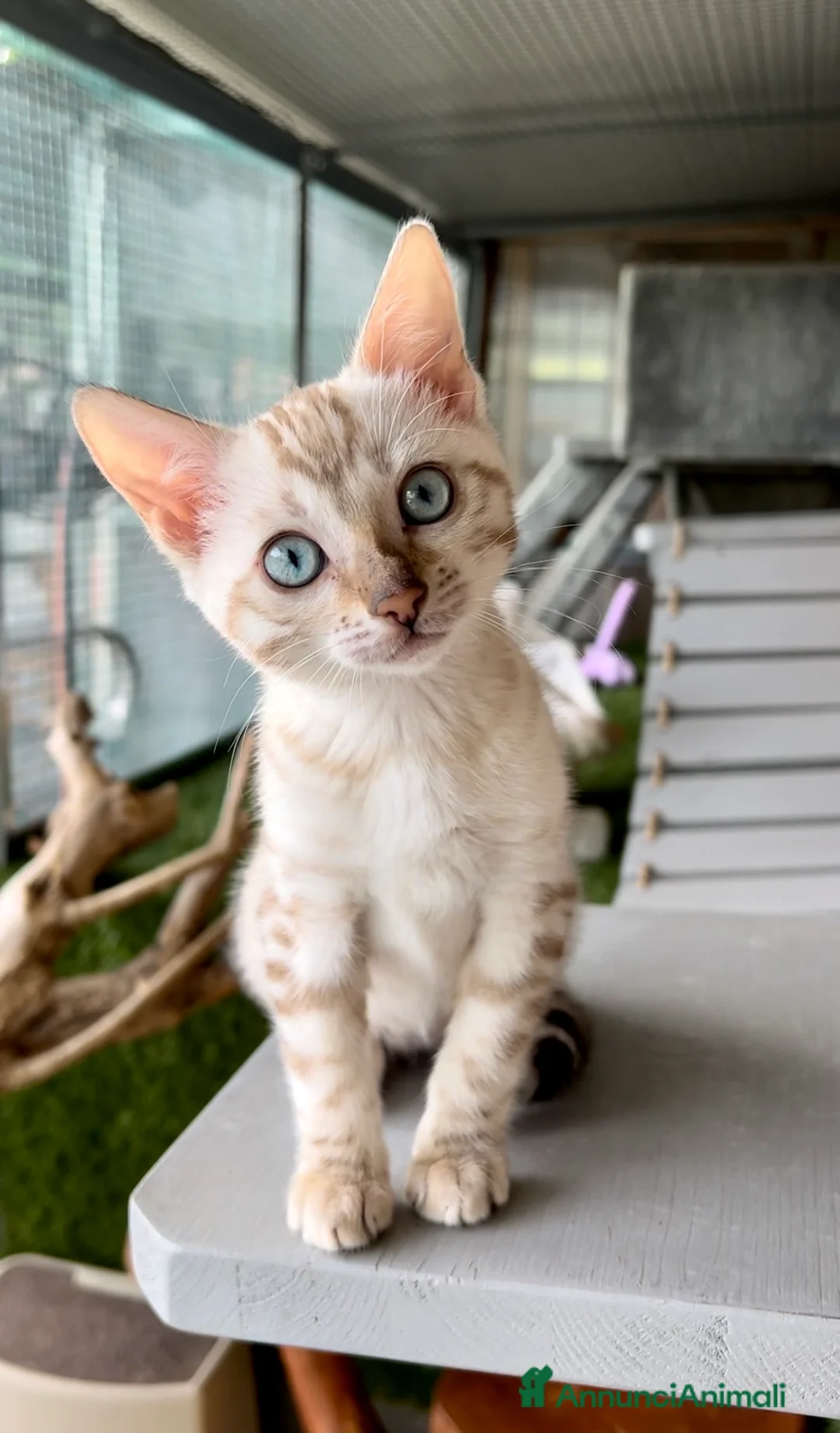 Immagine della galleria {{count}}