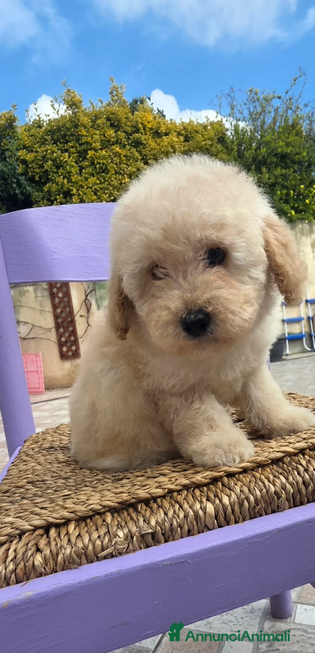 Barboncino Toy cani in vendita: Barboncino toy - Annuncio 2