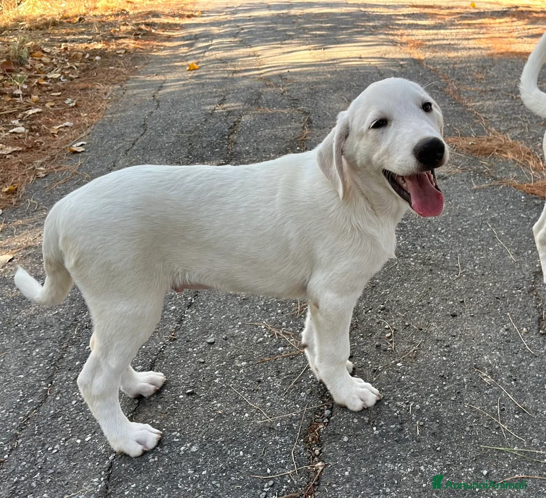 Pastore Maremmano cani in regalo: Chase splendido cucciolo di 3 mesi in box  a Città metropolitana di Milano - Annuncio 4