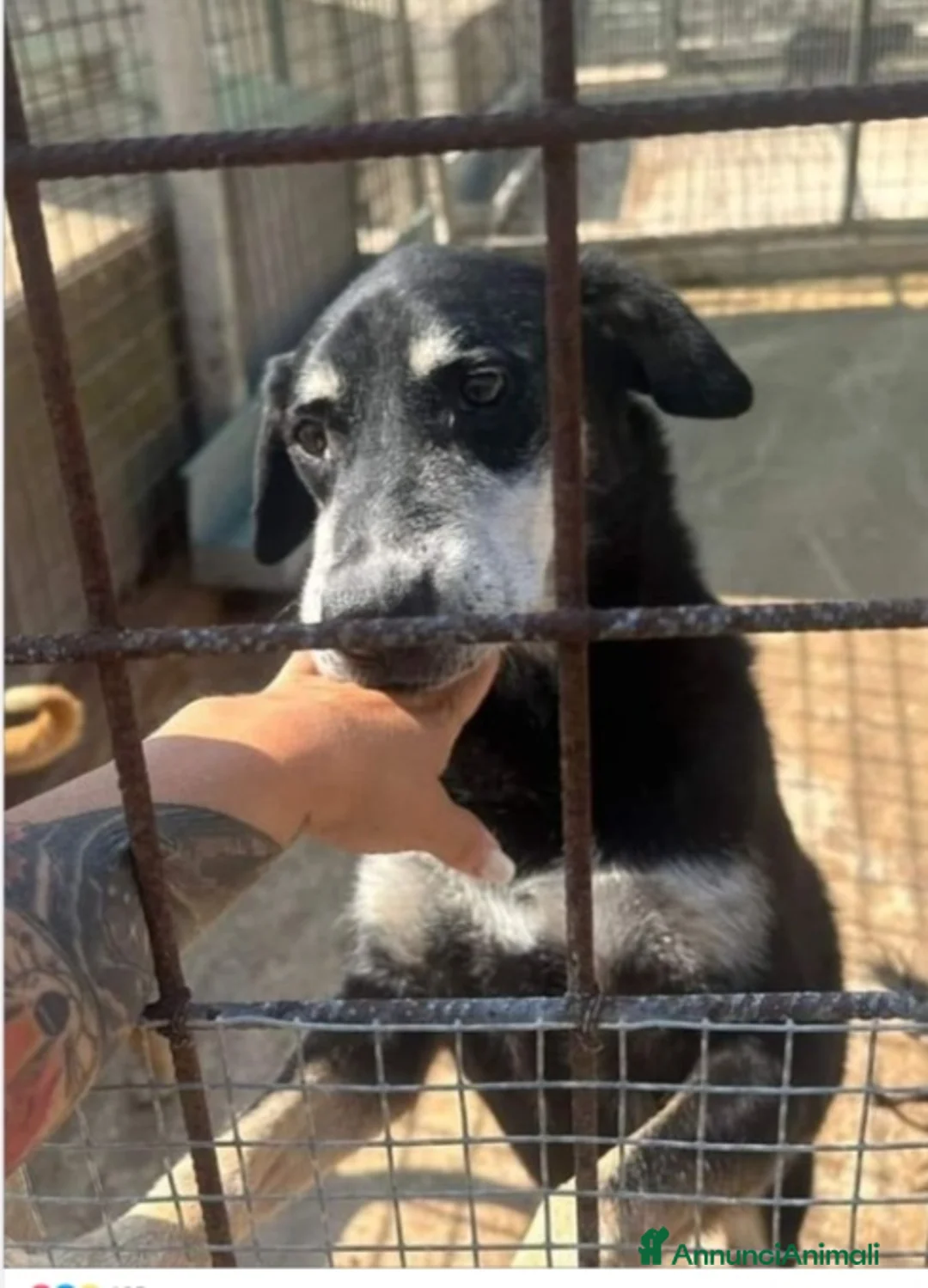 Meticcio cani in regalo: Musetto 11ANNI DI INDIFFERENZA!!! SICILIA SOS a Città metropolitana di Milano - Annuncio 1