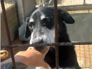 Meticcio cani Musetto 11ANNI DI INDIFFERENZA!!! SICILIA SOS - Annuncio 42