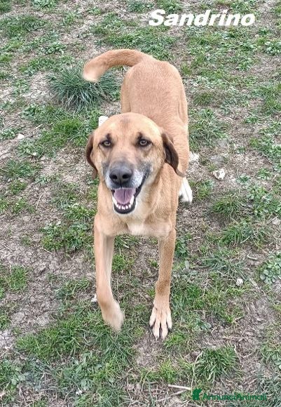 Meticcio cani SANDRINO un bravo simpaticone - Annuncio 2