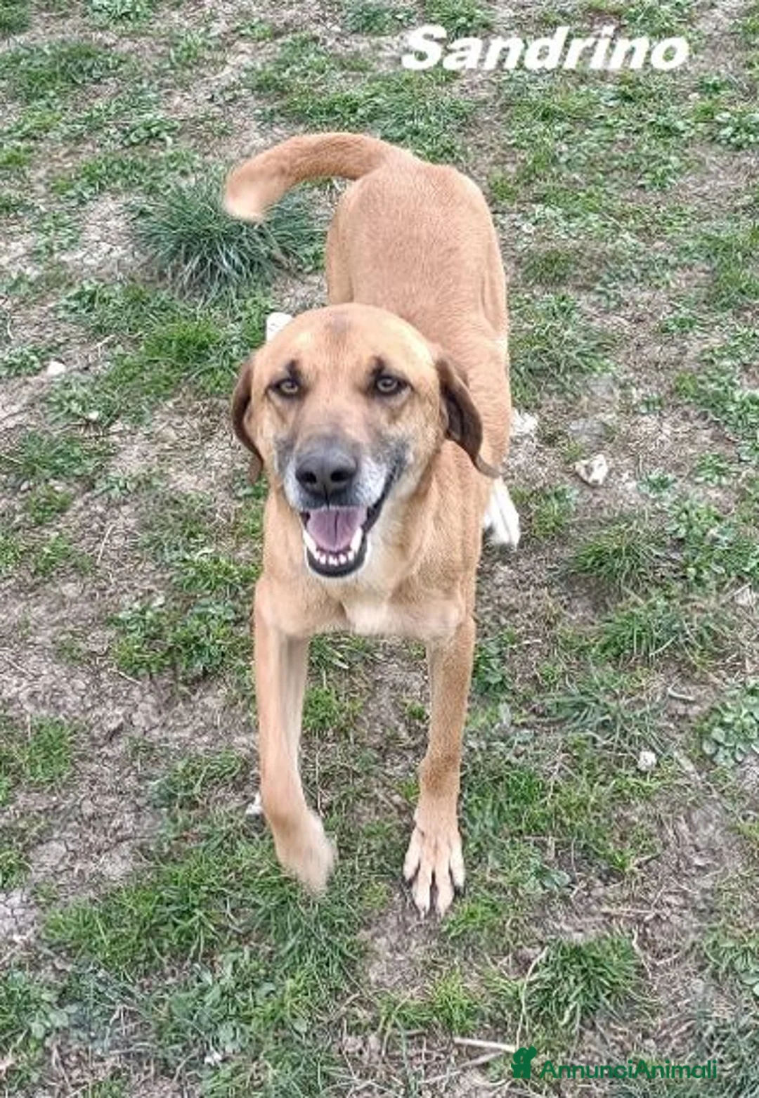 Meticcio cani in regalo: SANDRINO un bravo simpaticone - Annuncio 2