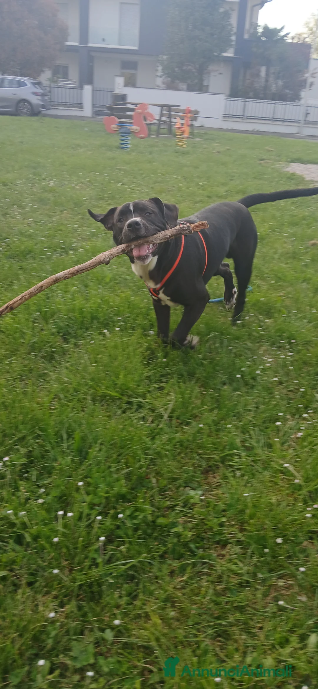 Meticcio gatti in regalo: Jack  a Provincia di Parma - Annuncio 2