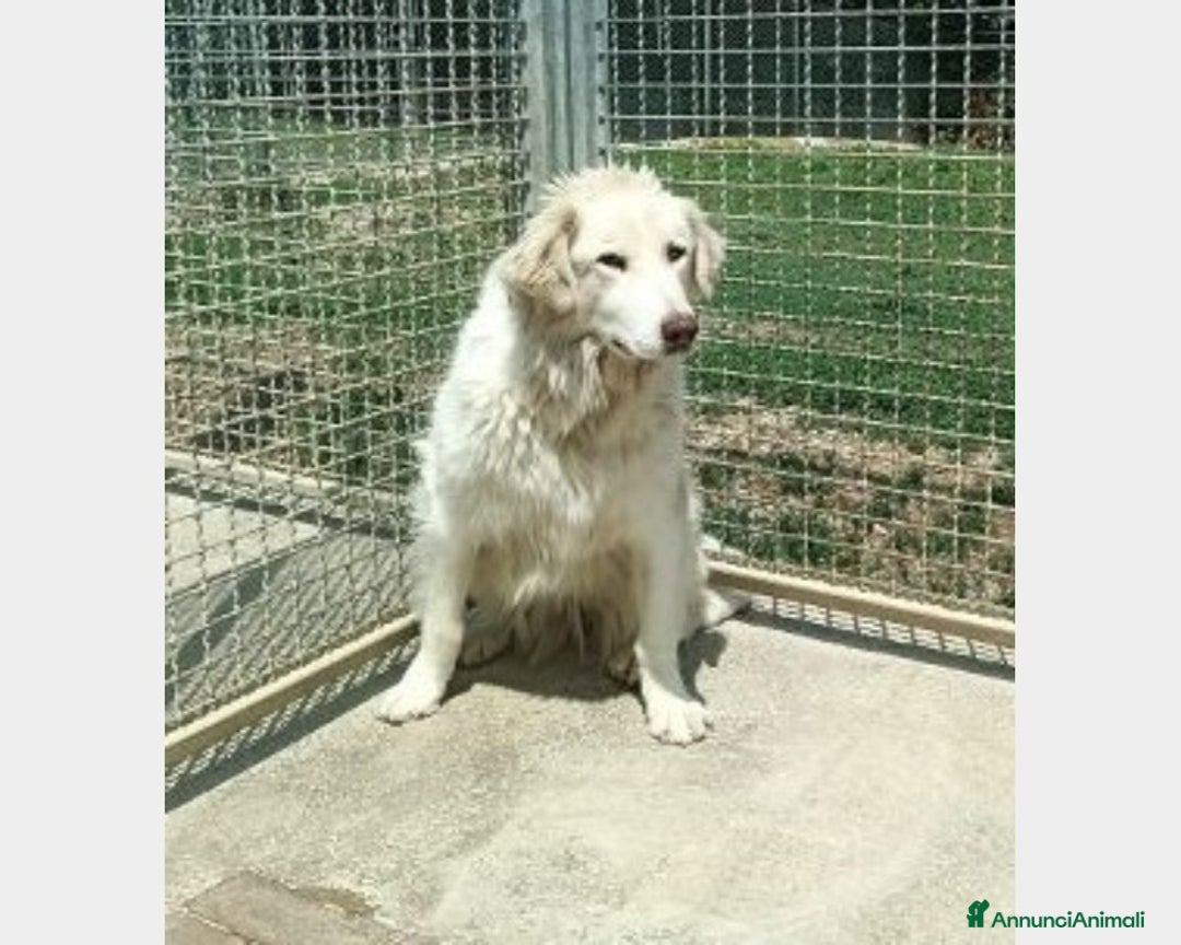 Pastore Maremmano cani in regalo: Mix Maremmana entrata in box 6anni fa!SOS MARCHE a Ancona - Annuncio 3
