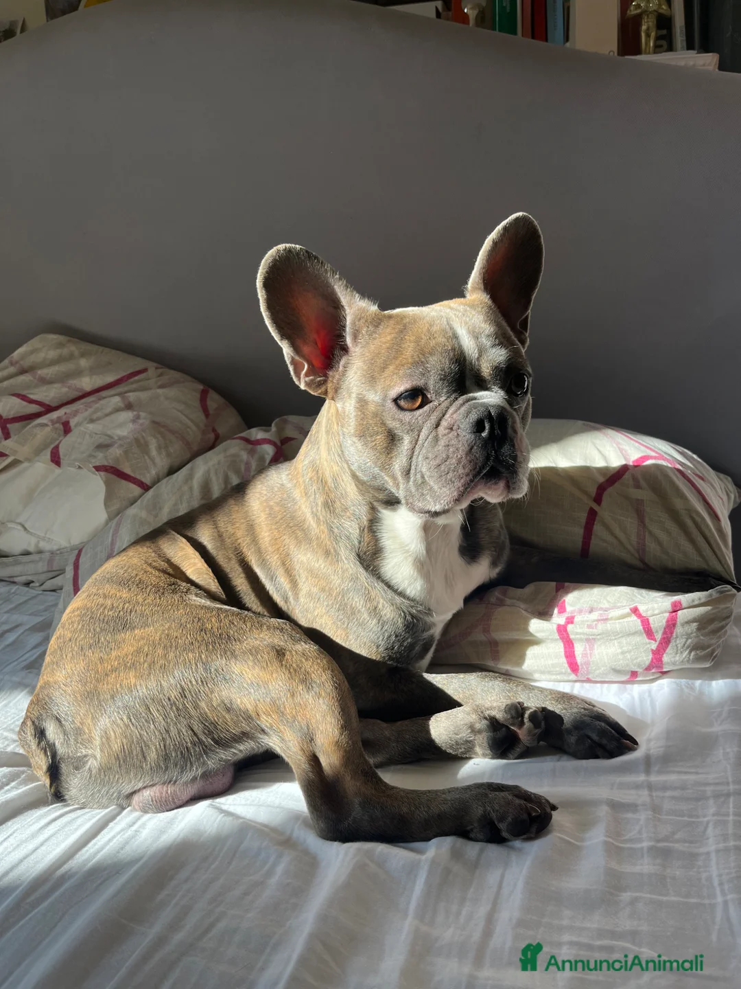 Bulldog Francese cani per accoppiamento: Dalì cerca compagna  a Città metropolitana di Roma Capitale - Annuncio 1