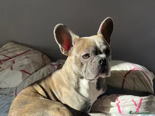 Bulldog Francese cani Dalì cerca compagna - Annuncio 1