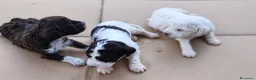Lagotto cani in vendita: Lagotto Romagnolo con Pedigree - Annuncio 10
