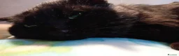 Europeo gatti in regalo: ADOZIONE DEL CUORE ❤️ gatto 12 anni a Provincia di Padova - Annuncio 9