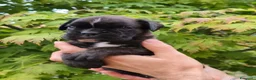 Boxer cani in vendita: Boxer cucciolo maschio - Annuncio 3