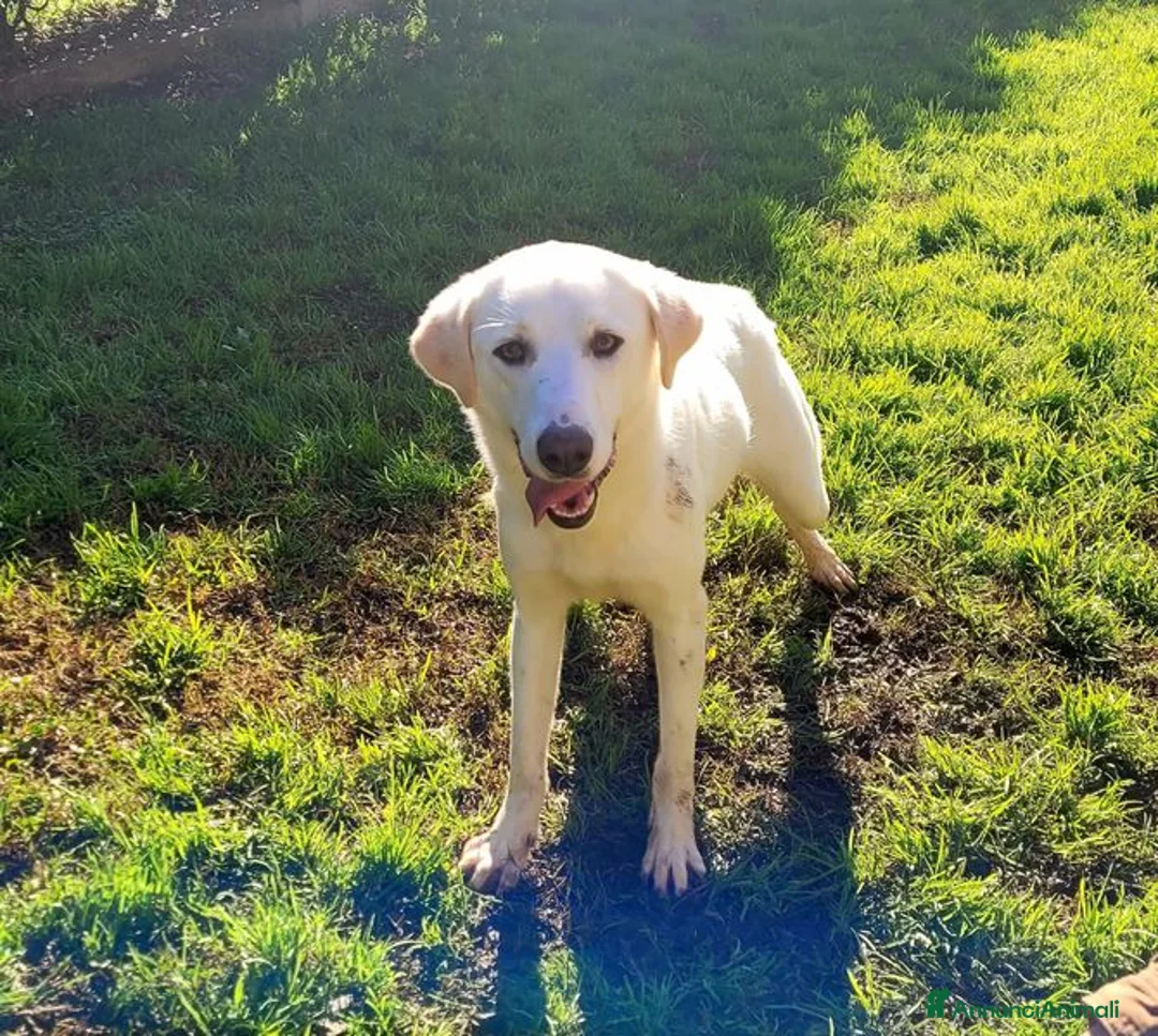 Labrador cani in regalo: Sade, dolcissima mini labrador - Annuncio 1