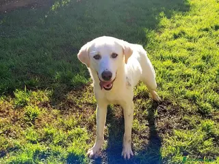 Labrador cani Sade, dolcissima mini labrador - Annuncio 10
