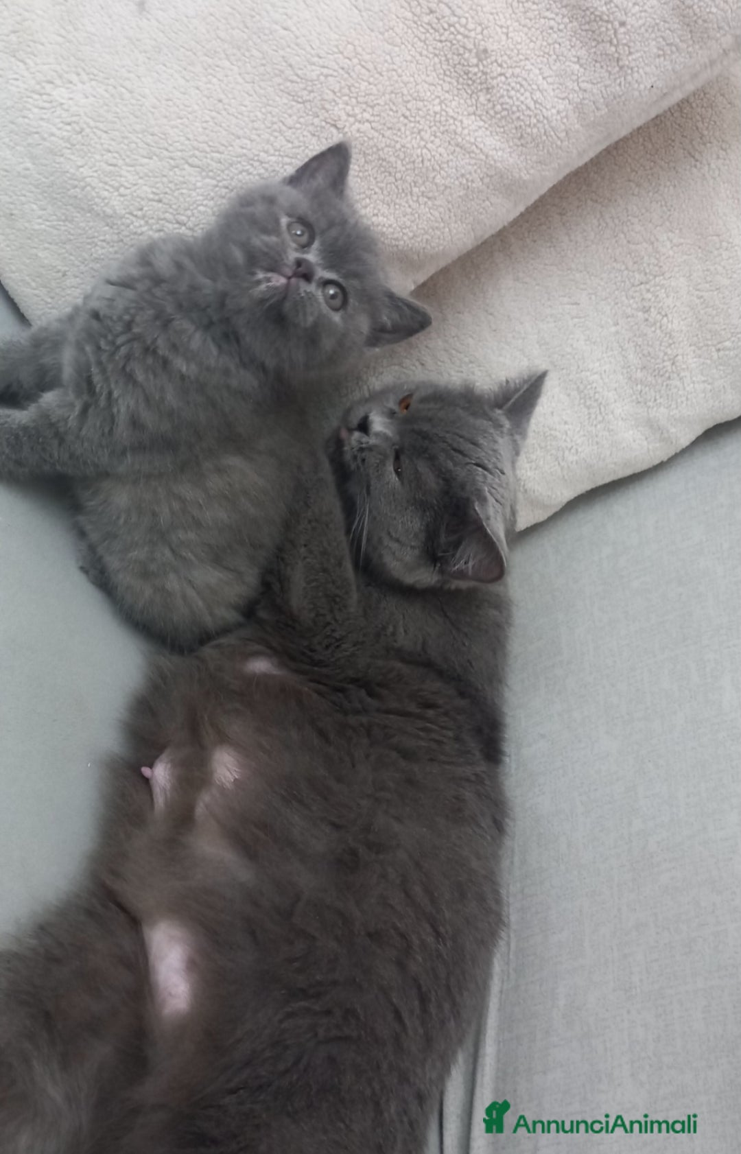 Scottish gatti in vendita: Schottich Straight  - Annuncio 2