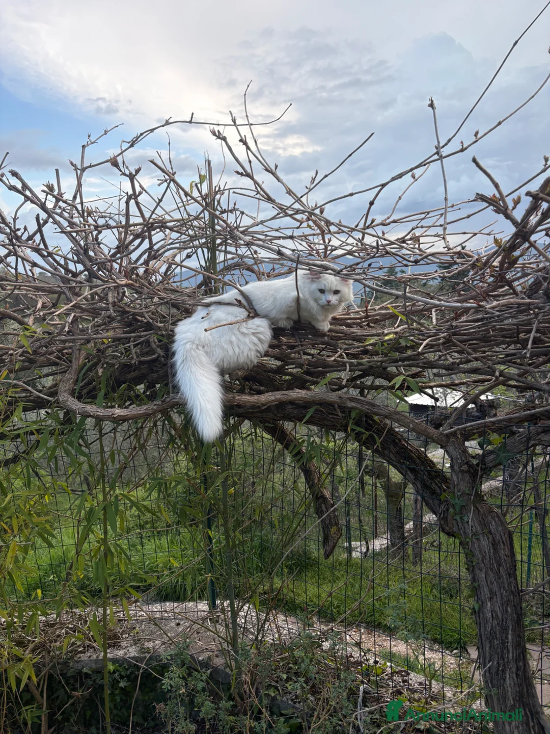 Angora turco gatti per accoppiamento: Angora Turco - Annuncio 5