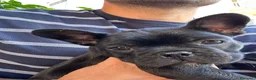 Bulldog Francese cani in vendita: bulldog francese nero tigrato  - Annuncio 13