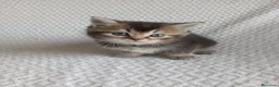 Scottish gatti in vendita: SCOTTISH STRAIGHT - Annuncio 11