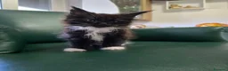 Maine Coon gatti in vendita: Maschio Maine Coon  - Annuncio 1