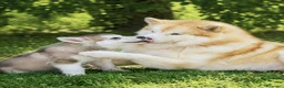 Alaskan Malamute cani in vendita: Cucciola di alaskan malamute - Annuncio 5
