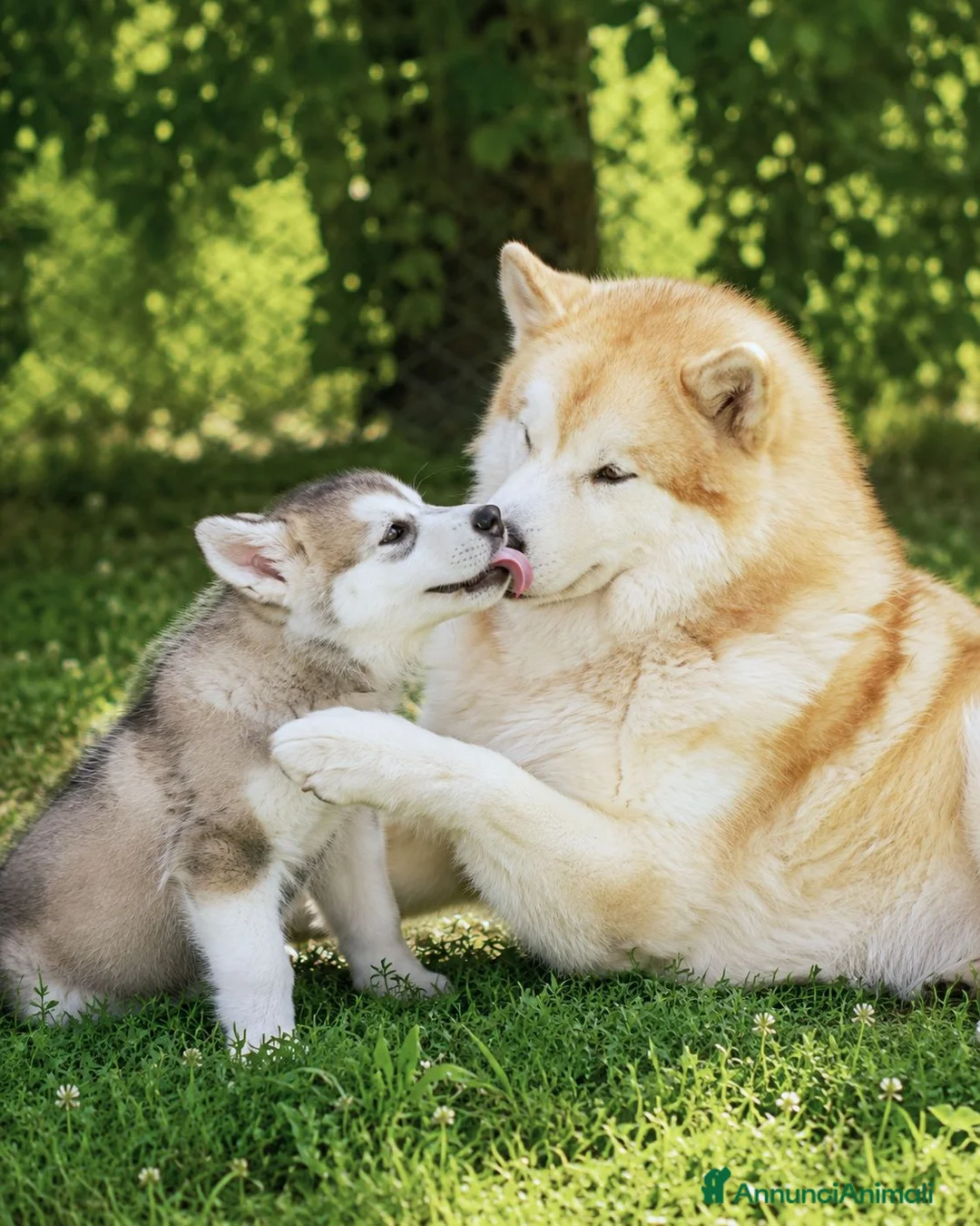 Alaskan Malamute cani in vendita: Cucciola di alaskan malamute - Annuncio 5