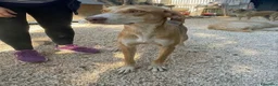 Meticcio cani in regalo: Wendy si sta spegnendo in un box - Annuncio 7