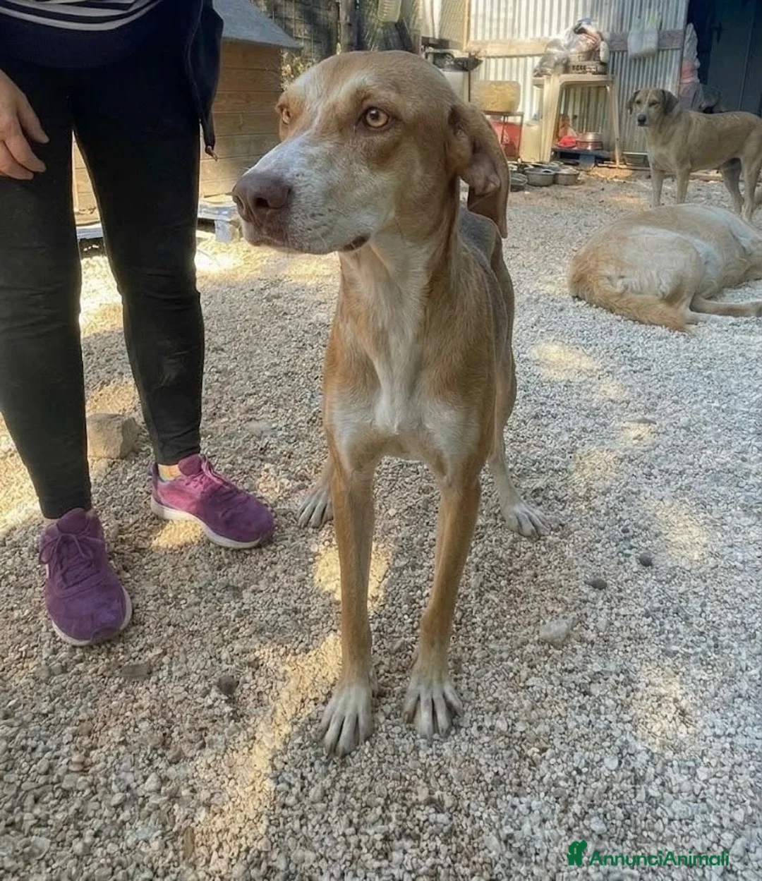 Meticcio cani in regalo: Wendy si sta spegnendo in un box - Annuncio 7