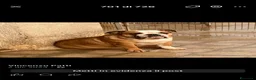 Bulldog cani in vendita: Bulldog - Annuncio 4
