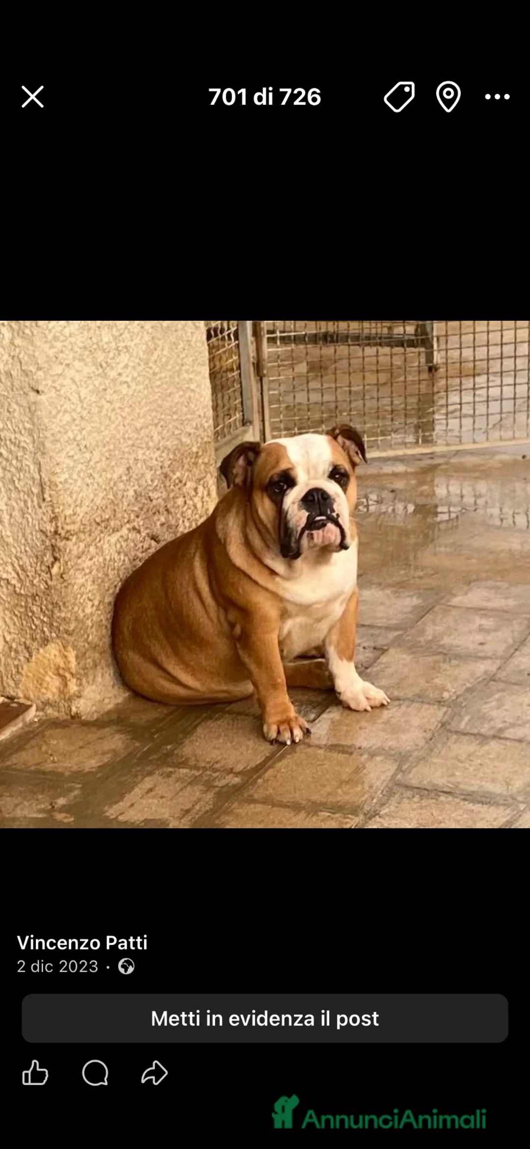 Bulldog cani in vendita: Bulldog - Annuncio 4