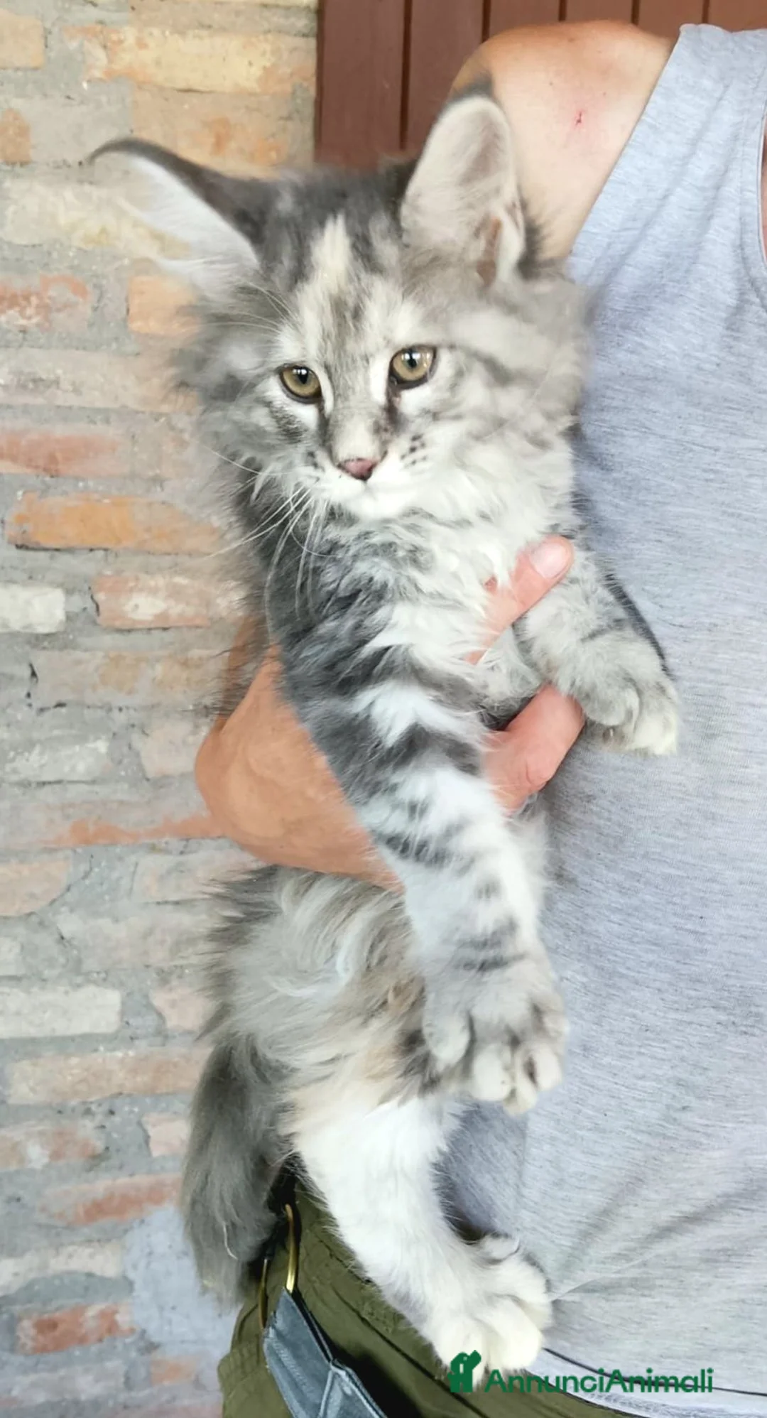 Maine Coon gatti in vendita: Cucciole di Maine Coon linea russa  - Annuncio 2
