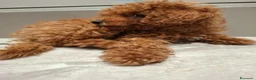 Barboncino Toy cani in vendita: Barboncino mini toy - Annuncio 2
