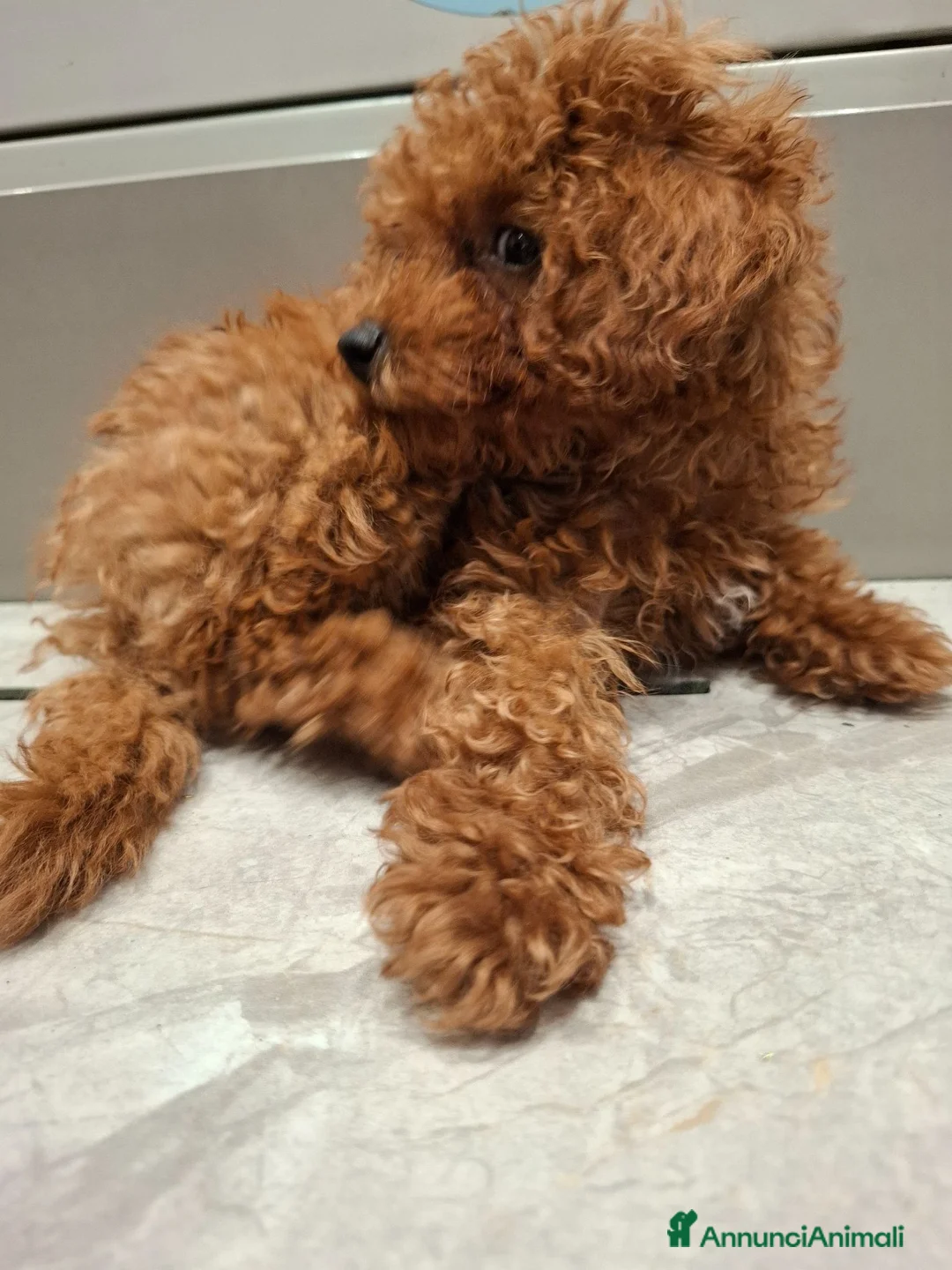 Barboncino Toy cani in vendita: Barboncino mini toy - Annuncio 2