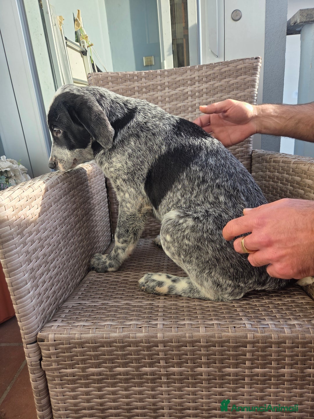 Meticcio cani in regalo: Cuccioli meticci  - Annuncio 2