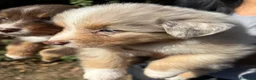 Australian Shepherd cani in vendita: cucciolini - Annuncio 10
