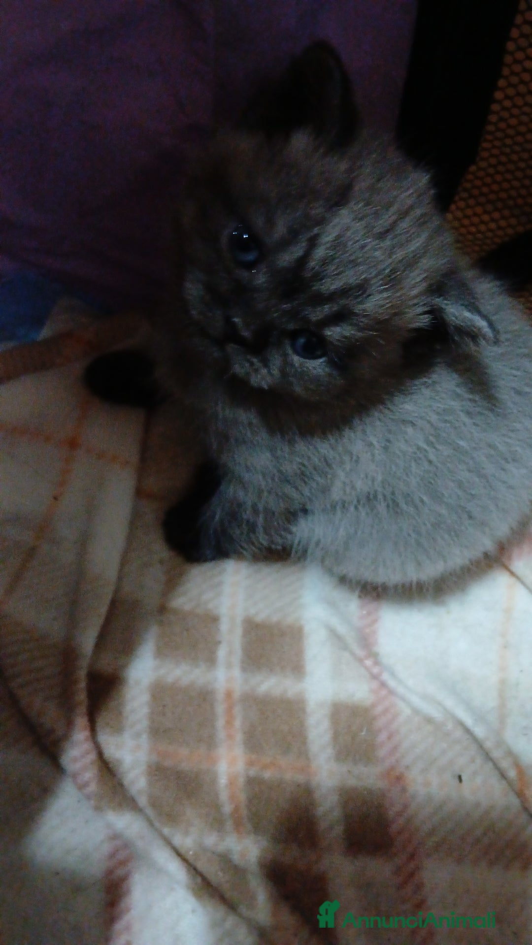 Scottish gatti in vendita: Cuccioli scottish straight - Annuncio 2