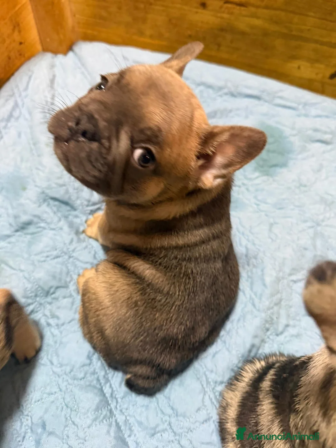 Bulldog Francese cani in vendita: Bulldog francese esotico - Annuncio 1
