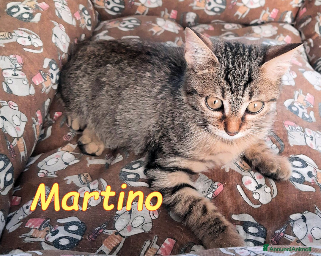 Europeo gatti in regalo: MARTINO DOLCISSIMO GATTINO  - Annuncio 4