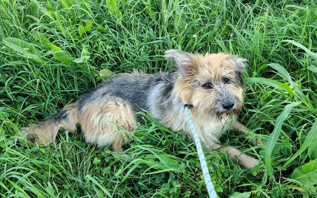 Meticcio cani in regalo: SPANK BRIARD - Annuncio 3