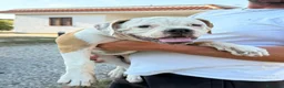 Bulldog cani in vendita: Cucciolo American bulldog  - Annuncio 7