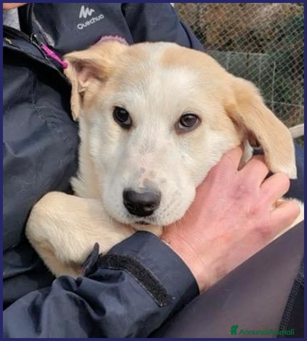 Meticcio cani in regalo: CACIARA, CUCCIOLETTA 3 MESI E MEZZO, PIENA DI GIOI a Città metropolitana di Milano - Annuncio 5