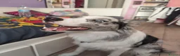 Border Collie cani per accoppiamento: border collie blue merle da monta a Città metropolitana di Roma Capitale - Annuncio 3