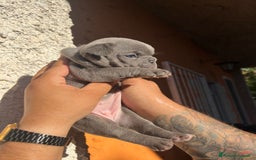 Bulldog Francese cani in vendita: Bulldog francese  a Città metropolitana di Palermo - Immagine 14