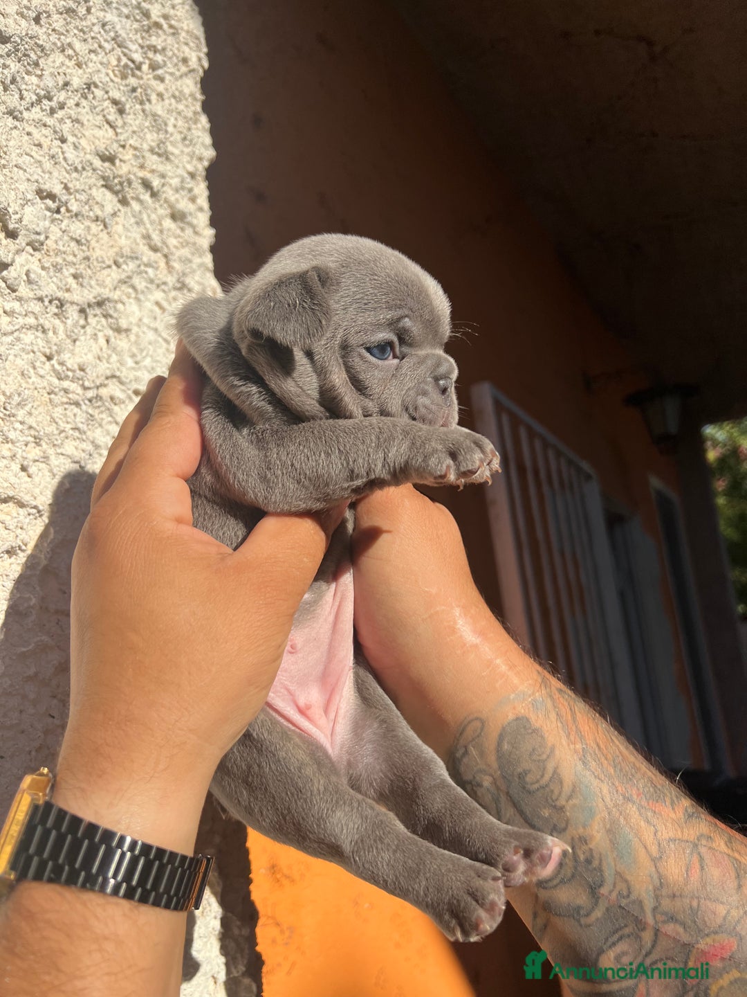 Bulldog Francese cani in vendita: Bulldog francese  a Città metropolitana di Palermo - Immagine 14