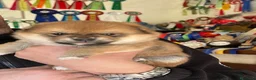 Shiba Inu cani in vendita: Shiba inu cuccioli  - Annuncio 2