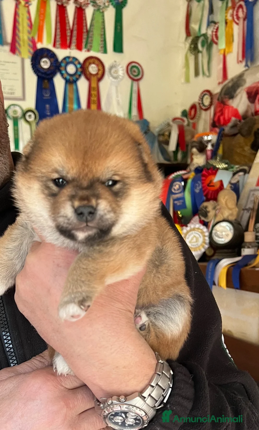 Shiba Inu cani in vendita: Shiba inu cuccioli  - Annuncio 2