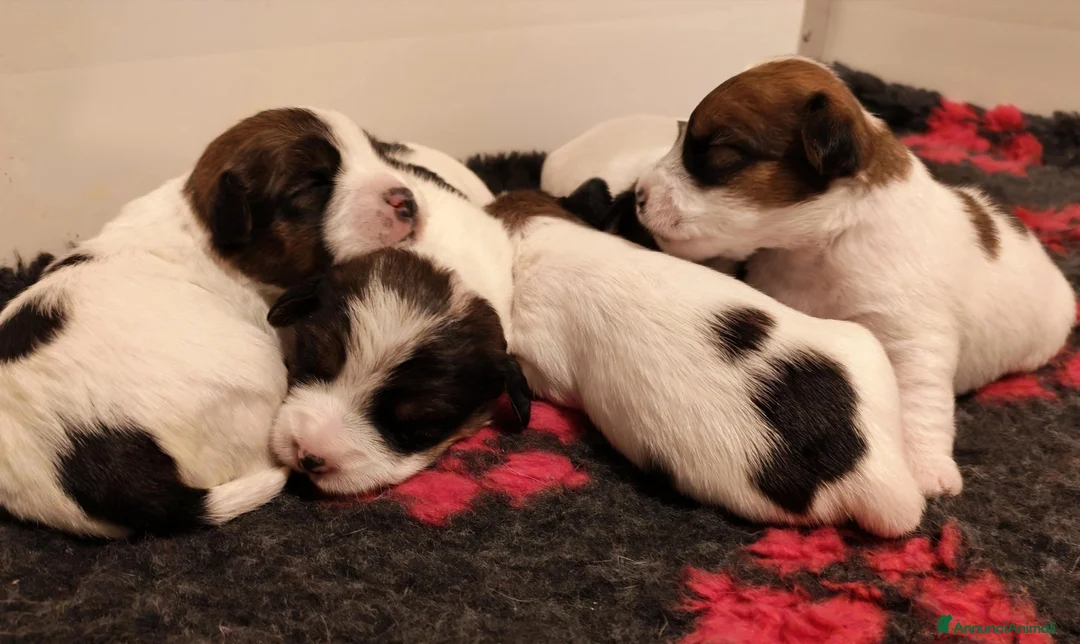 Jack Russell cani in vendita: Cuccioli Jack Russell  - Annuncio 2