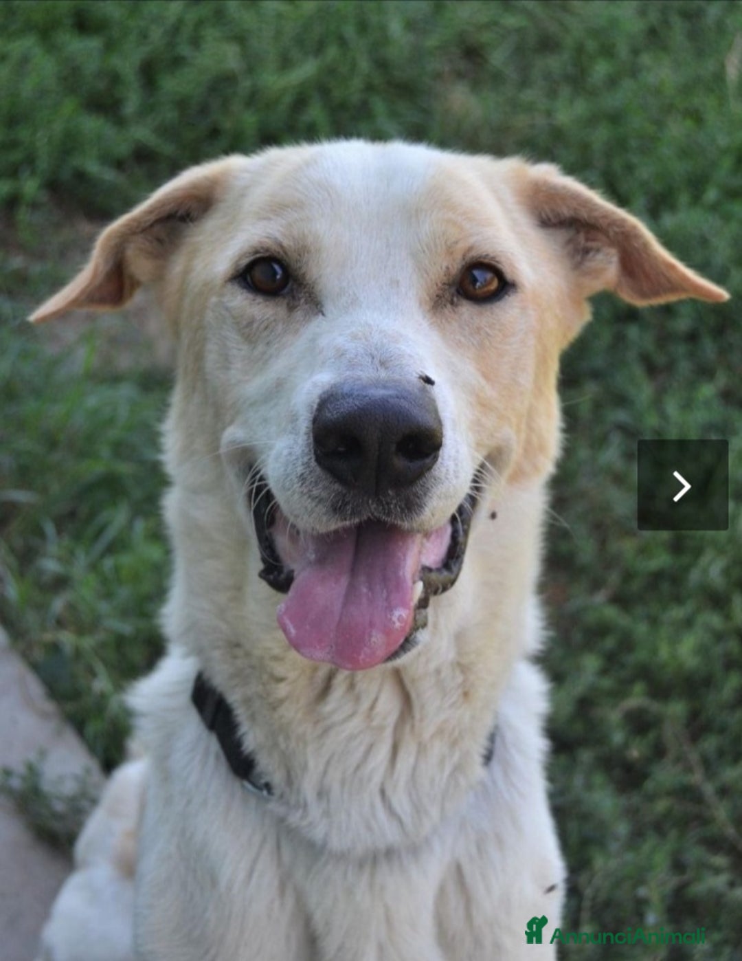 Meticcio cani in regalo: Toby splendido 5anni salito 6mesi fa.PAVIA a Città Metropolitana di Milano - Annuncio 4