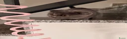 Scottish gatti in vendita: Gattina Scottish Fold Blue a Provincia di Parma - Annuncio 6